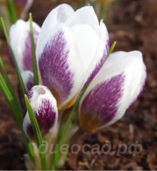 Crocus biflorus Violet Fog