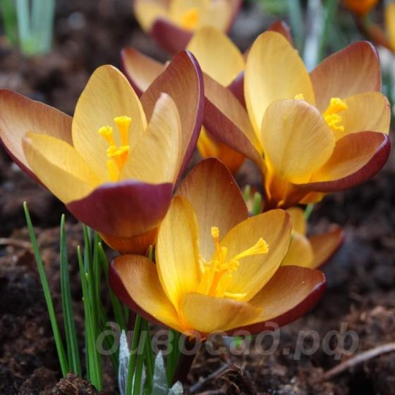Crocus paulinae Paula