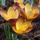 Crocus paulinae Paula