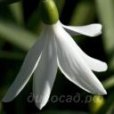 Galanthus Francesca de Grammont