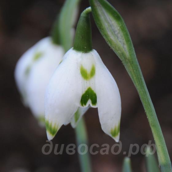 Galanthus Franz Josef