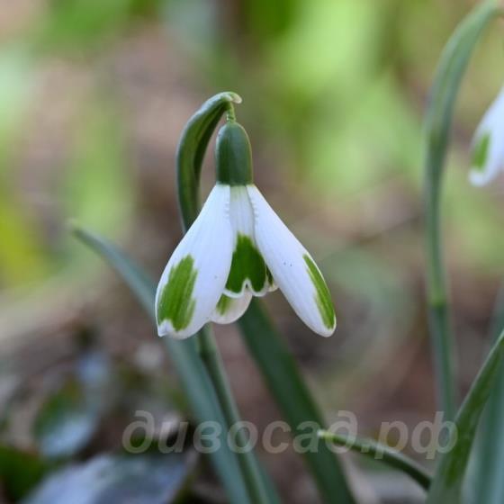 Galanthus Green of Hearts