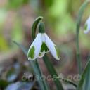 Galanthus Green of Hearts
