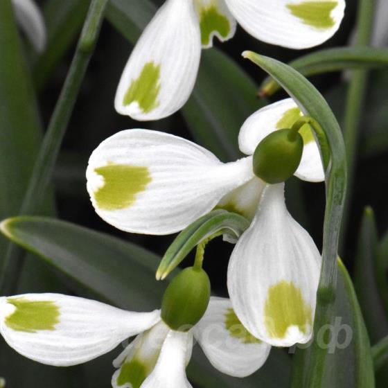 Galanthus Megan