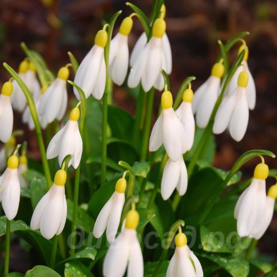 Galanthus woronowii Elizabeth Harrison