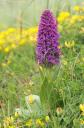 dactylorhiza purpurella