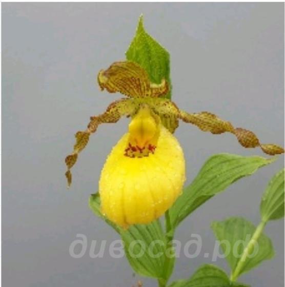 cypripedium planipetalum x fasciolatum