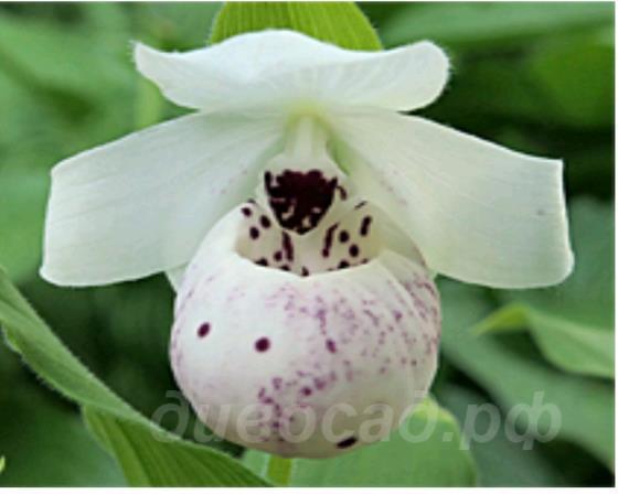 cypripedium Ulla Spots