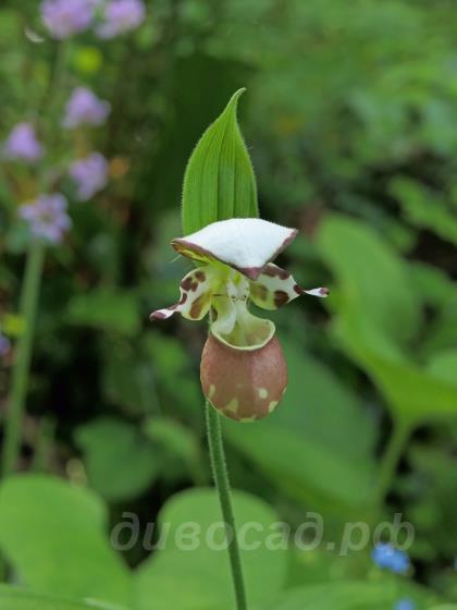 Cypripedium Karo brown