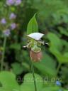 Cypripedium Karo brown