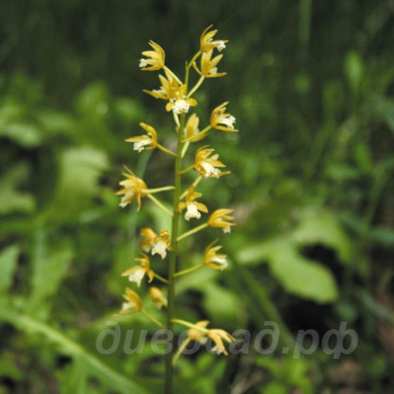 Oreorchis patens