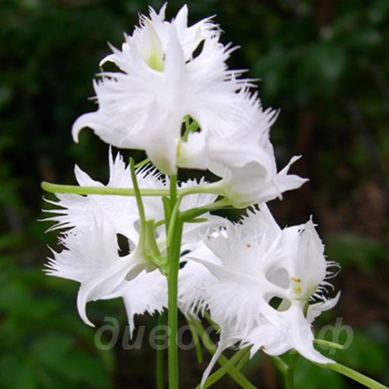Habenaria radiata 'Hisyo'