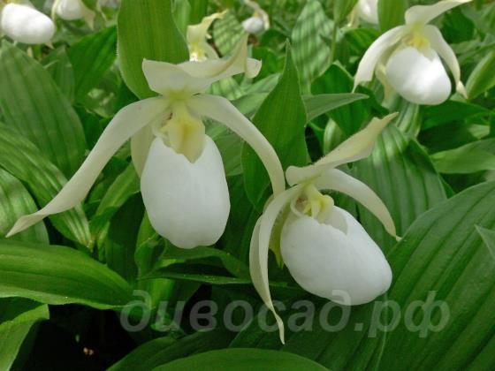 ����������� (cypripedium) �Birgit Pastel� 