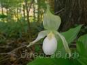 ����������� (cypripedium) �Birgit Pastel� 
