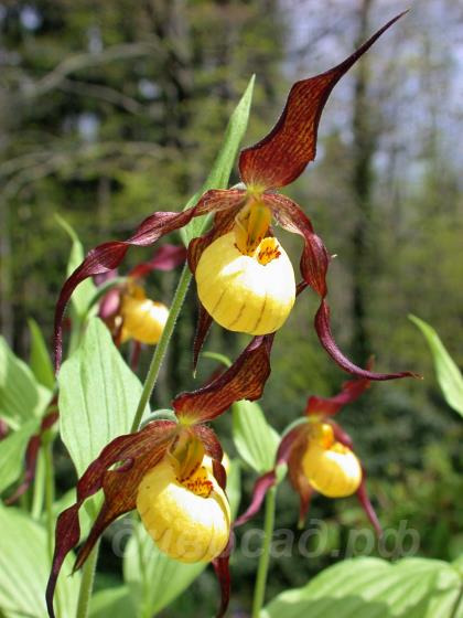 ����������� (cypripedium) �Hank Small� 