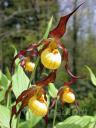 ����������� (cypripedium) �Hank Small� 
