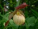 ����������� (cypripedium) �Paul� Frosch® 