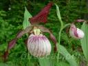 ����������� (cypripedium) �Paul� Frosch® 