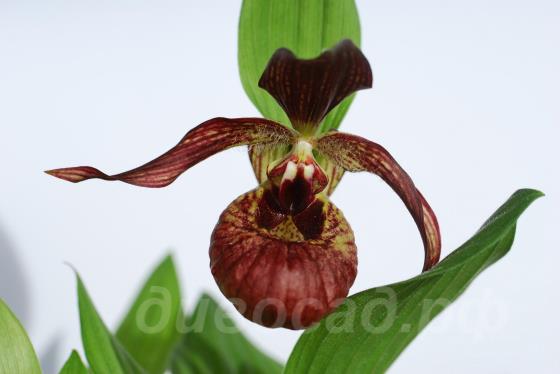 ����������� (cypripedium) �Pixi� Frosch® 