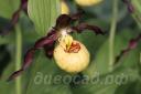 cypripedium 'Emil' Frosch® 