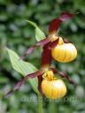 cypripedium 'Emil' Frosch® 