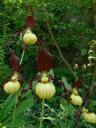 cypripedium 'Emil' Frosch® 