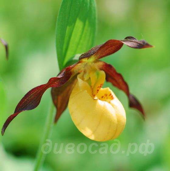 Cypripedium parviflorum