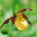 Cypripedium parviflorum