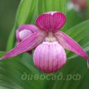 ����������� macranthos