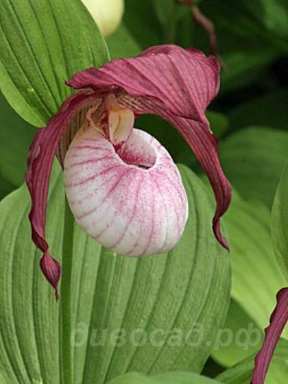 ����������� (cypripedium) 'Philipp' (kent. x macranthos)