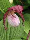 ����������� (cypripedium) 'Philipp' (kent. x macranthos)