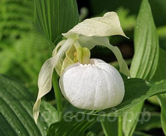 ����������� Sabine Pastel