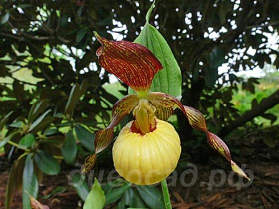 ����������� Sunny (fasciolatum x calceolus)