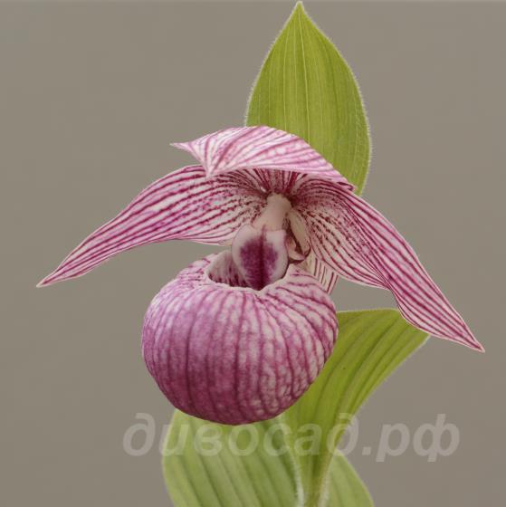 ����������� (franchetii) ������ 