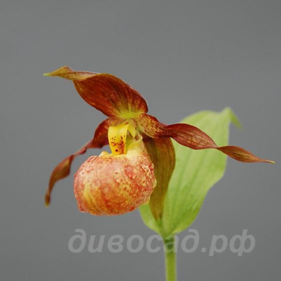 ����������� Annegret (parv. x shanxiense)