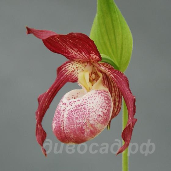 ����������� Philipp (kent. x macranthos) 