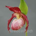 ����������� Philipp (kent. x macranthos) 