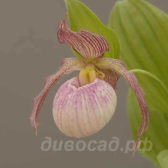 ����������� Aki (macranthos x pubescens) 