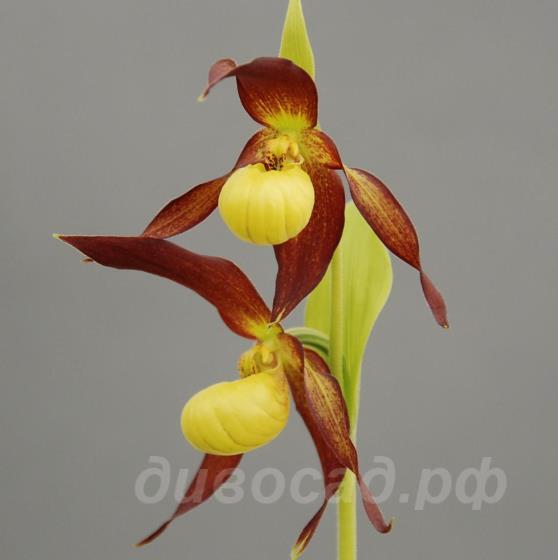 ����������� Memoriam Gerd Kohls (calceolus x henryi)