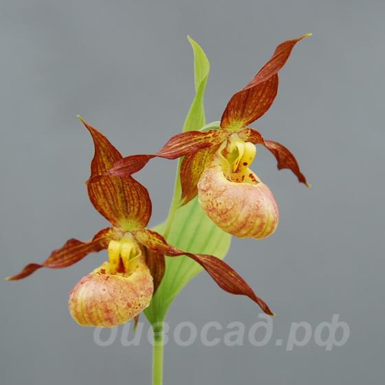 ����������� pubescens x shanxiense