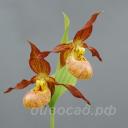 ����������� pubescens x shanxiense