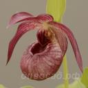 ����������� big Pixi