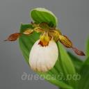 ����������� candidum x fasciolatum