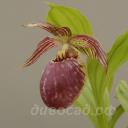 ����������� fasciolatum x corrugatum