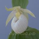 ����������� Ledy Dorine (fasciolatum x formosanum)