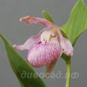 ����������� montanum x reginae 