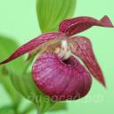 ����������� (hotei)