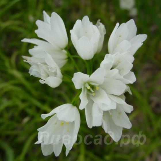 Allium zebdanense - ��� ����������