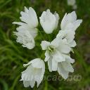 Allium zebdanense - ��� ����������