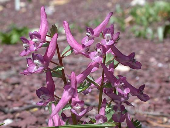 Corydalis decipiens - �������� decipiens